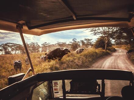 2 Wochen Rundreisen Kenia: Safari-Abenteuer und Traumstrand im Herzen Ostafrikas Unkategorisiert online kaufen 2 Wochen Rundreisen Kenia: Safari-Abenteuer und Traumstrand im Herzen Ostafrikas Unkategorisiert online kaufen